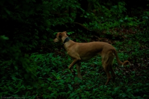 benno@www-Lumino-city_DSC01477 (1)