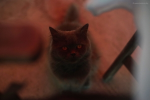 20150816_LuminoCity_Kaneo_Cat_sm        