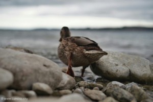 20150917_LuminoCity_duck-leaves        