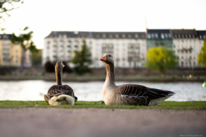 20160506 Benno@Lumino.city  DSC3738  