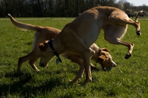 benno@www-Lumino-city DSC01154